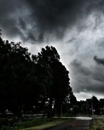 Frans 01 Hoge bomen vangen veel wind